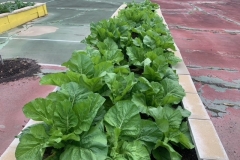 image5